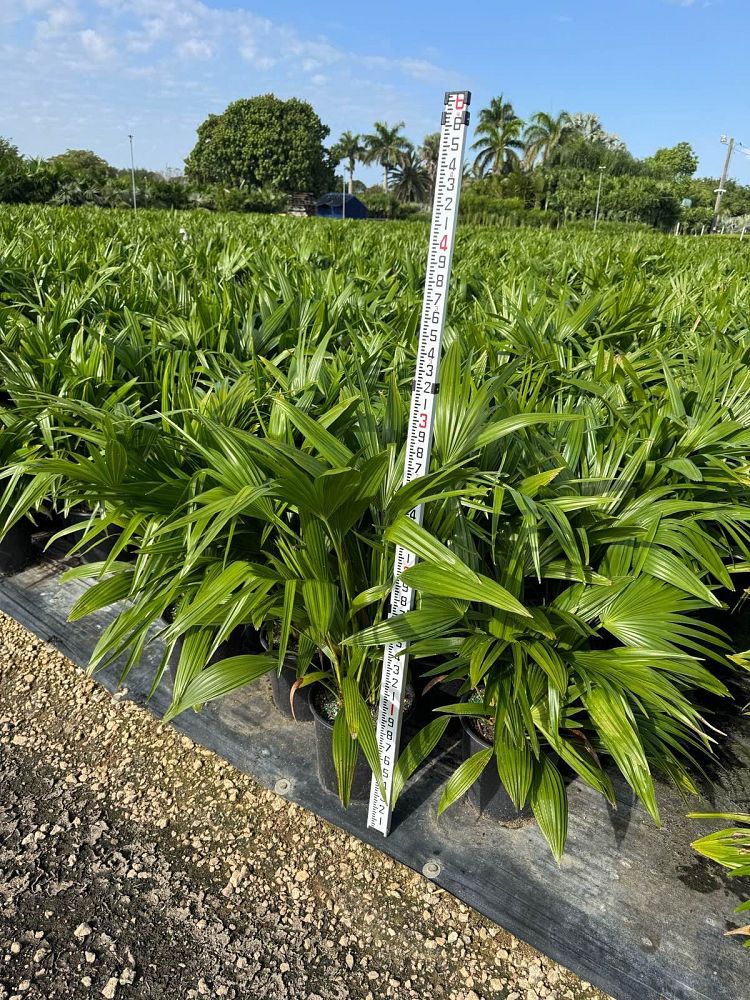 livistona-chinensis-chinese-fan-palm