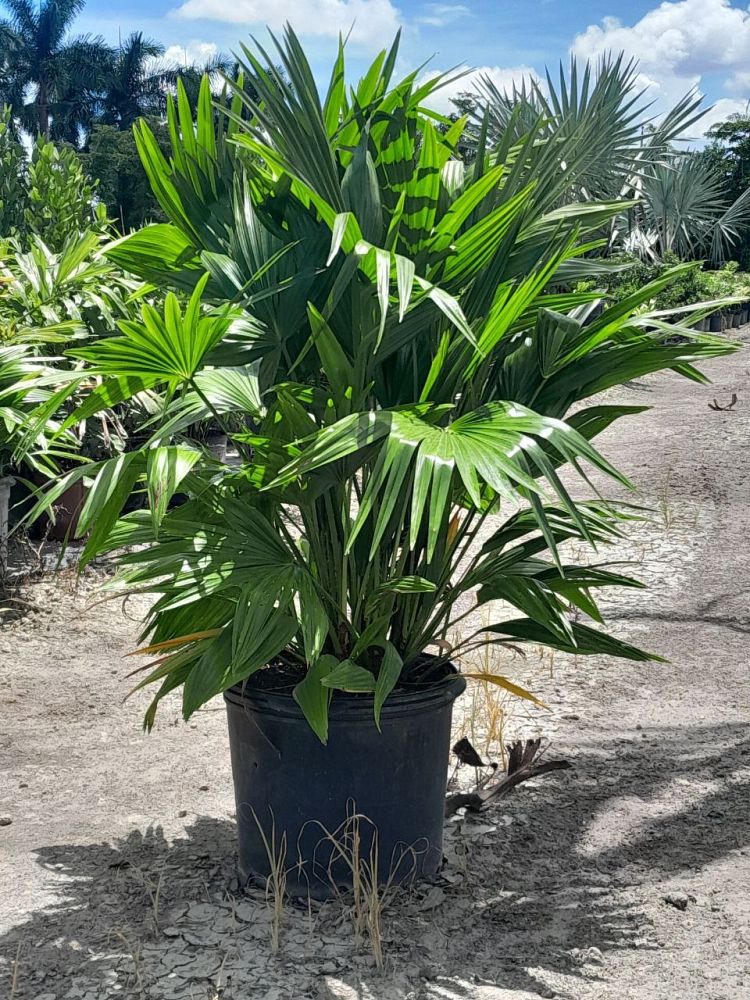 livistona-chinensis-chinese-fan-palm