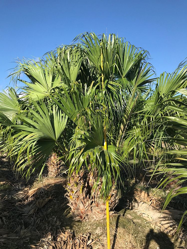 livistona-chinensis-chinese-fan-palm