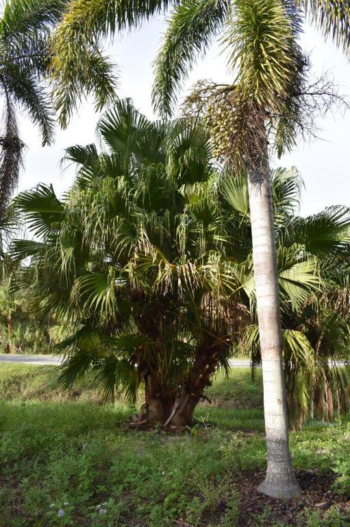 livistona-chinensis-chinese-fan-palm