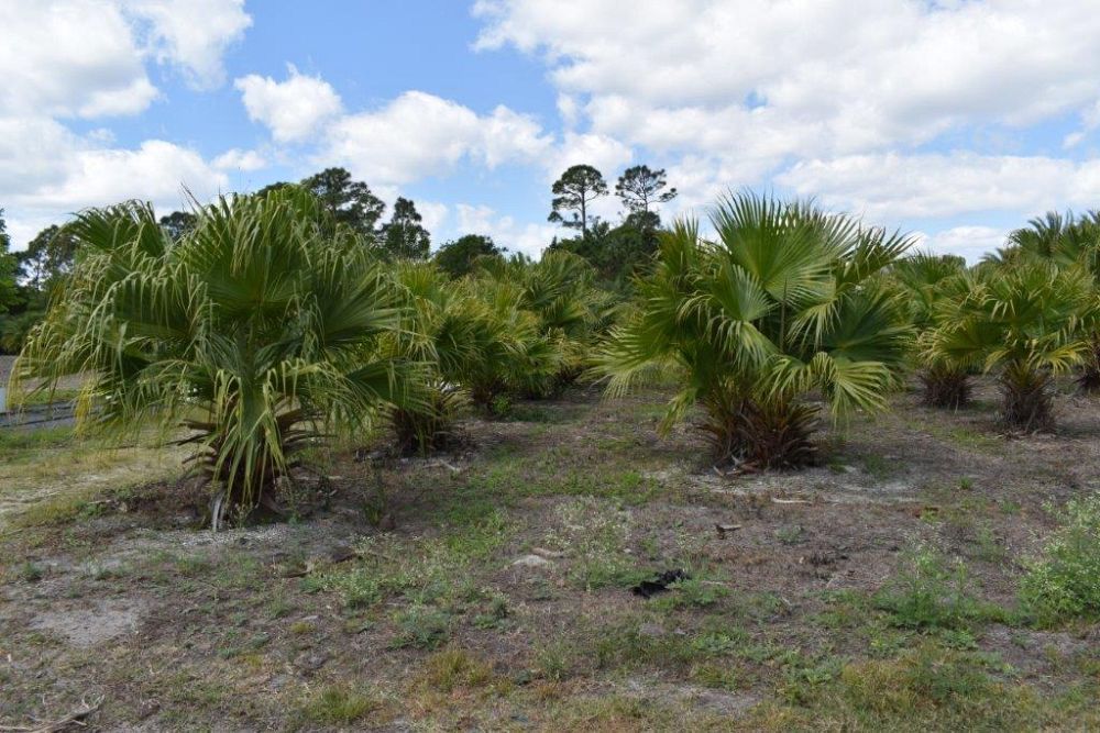 livistona-chinensis-chinese-fan-palm
