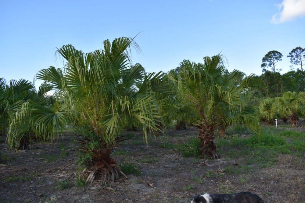 livistona-chinensis-chinese-fan-palm