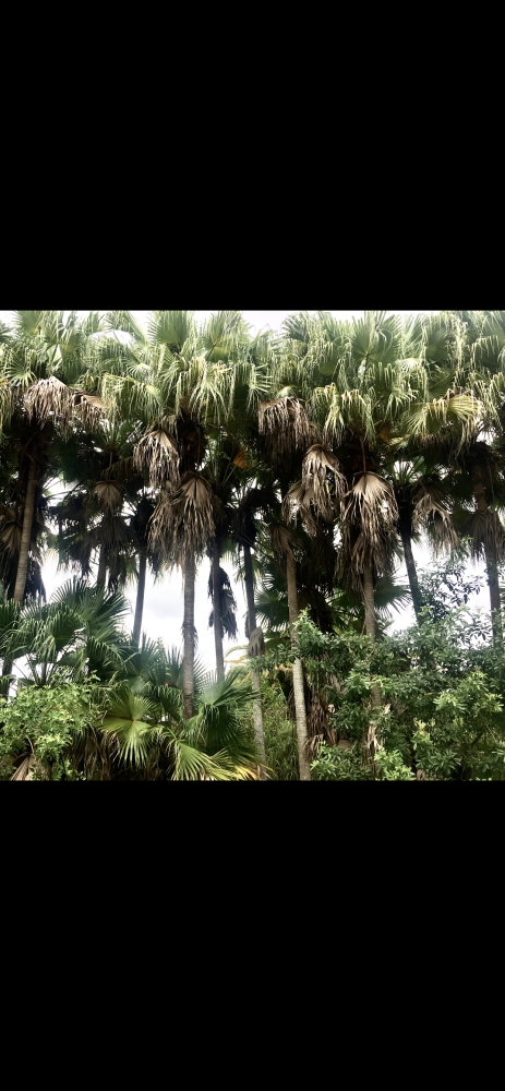livistona-chinensis-chinese-fan-palm