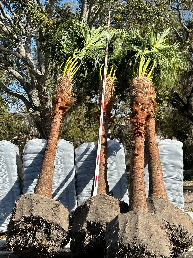livistona-chinensis-chinese-fan-palm