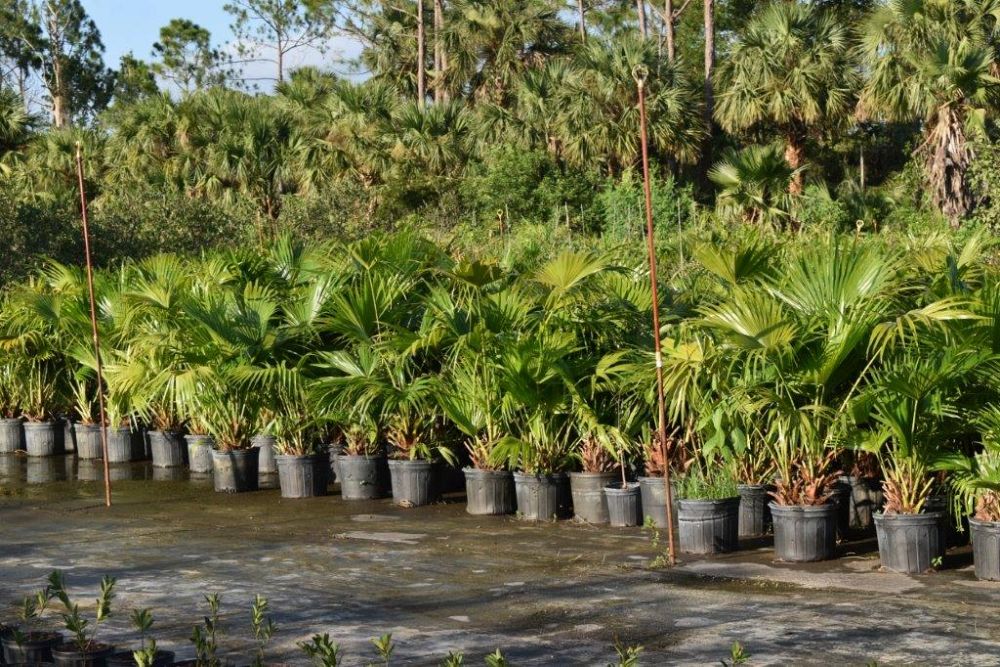 livistona-chinensis-chinese-fan-palm