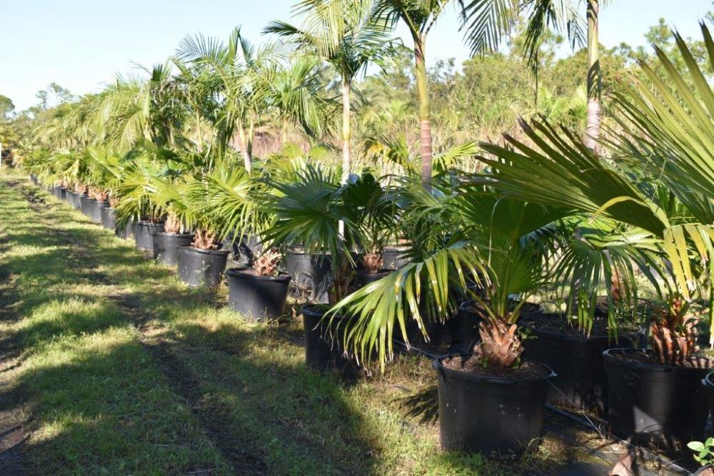 livistona-chinensis-chinese-fan-palm