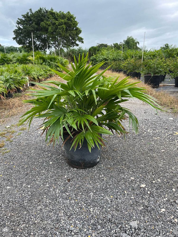 livistona-chinensis-chinese-fan-palm