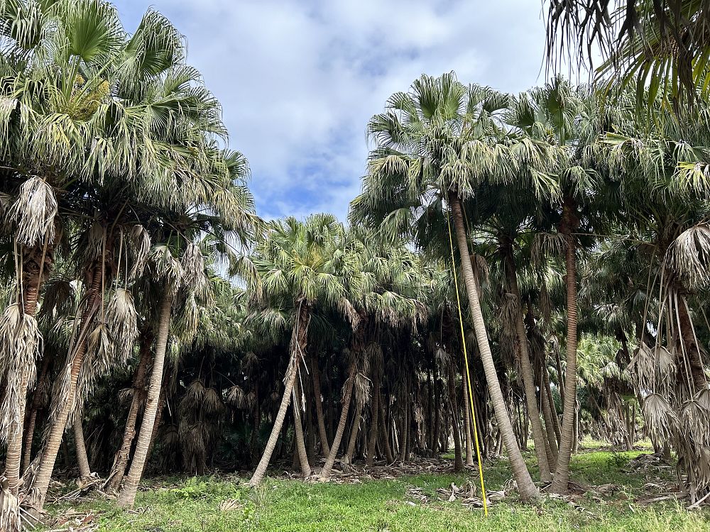 livistona-chinensis-chinese-fan-palm