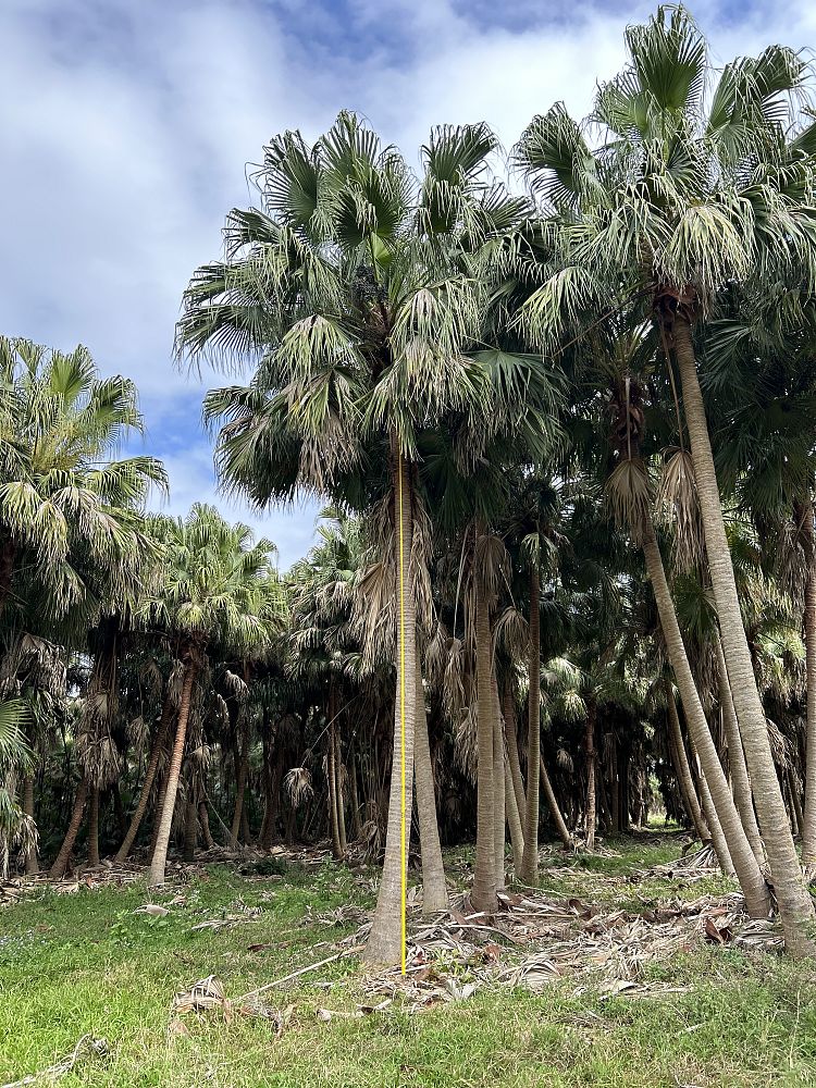 livistona-chinensis-chinese-fan-palm