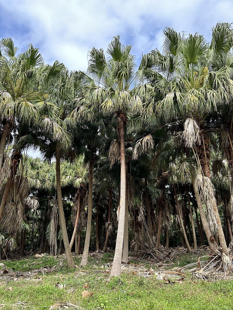 livistona-chinensis-chinese-fan-palm