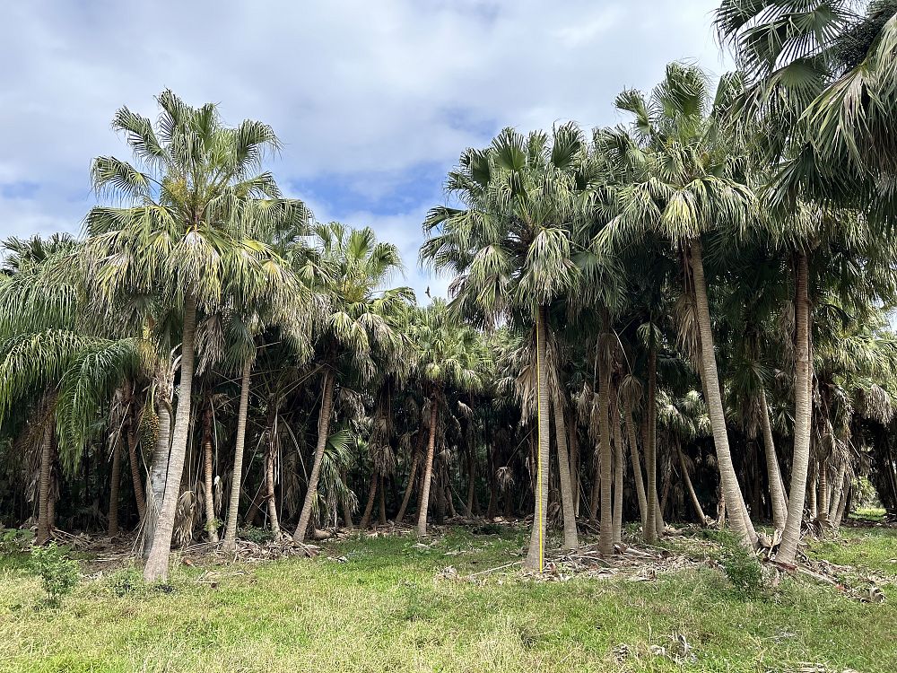 livistona-chinensis-chinese-fan-palm