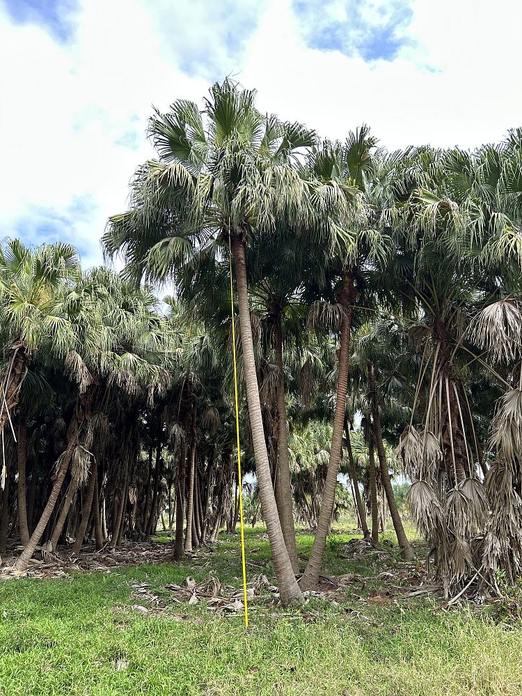 livistona-chinensis-chinese-fan-palm