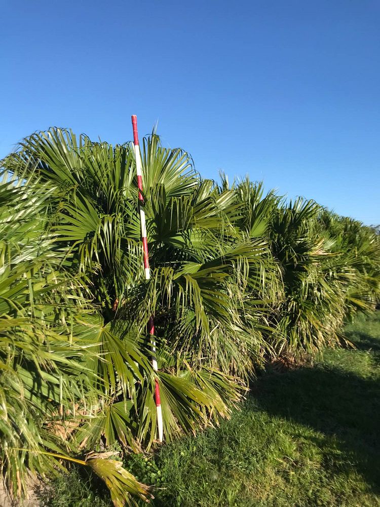 livistona-chinensis-chinese-fan-palm