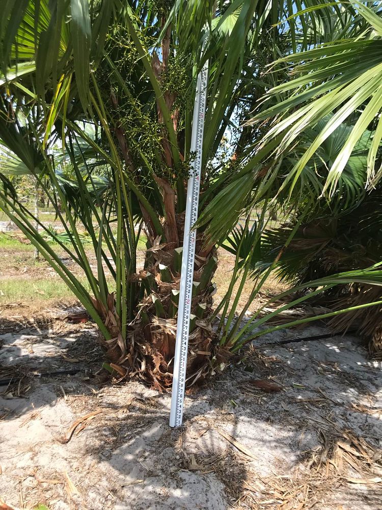 livistona-chinensis-chinese-fan-palm