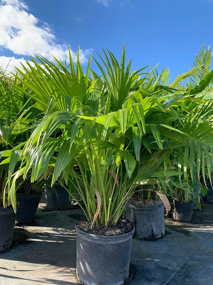livistona-chinensis-chinese-fan-palm