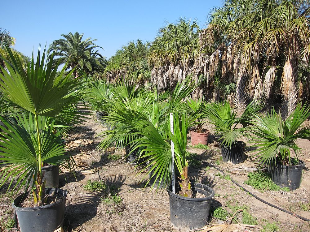 livistona-chinensis-chinese-fan-palm
