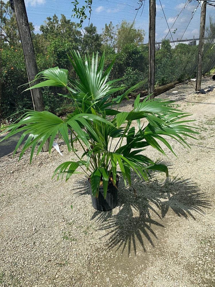 livistona-chinensis-chinese-fan-palm