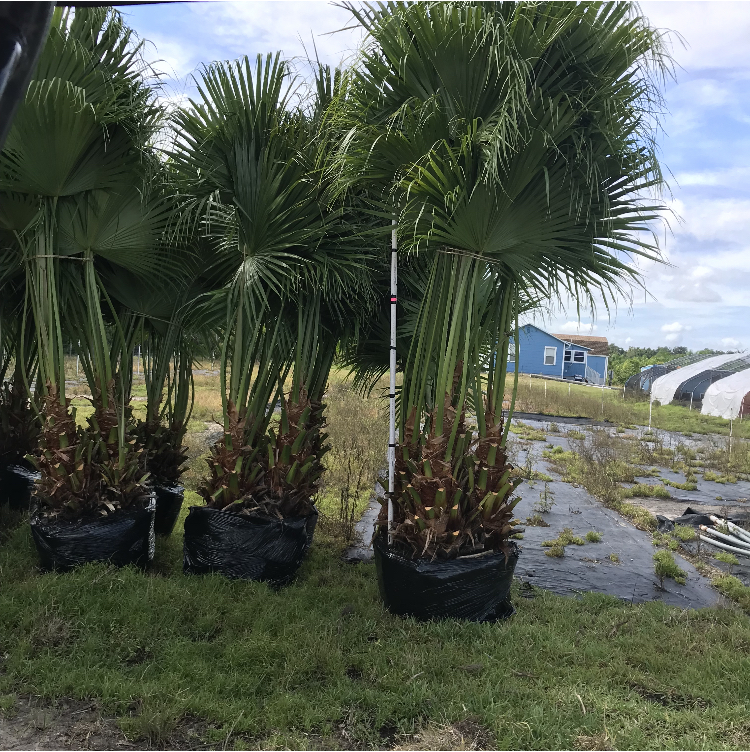 livistona-chinensis-chinese-fan-palm