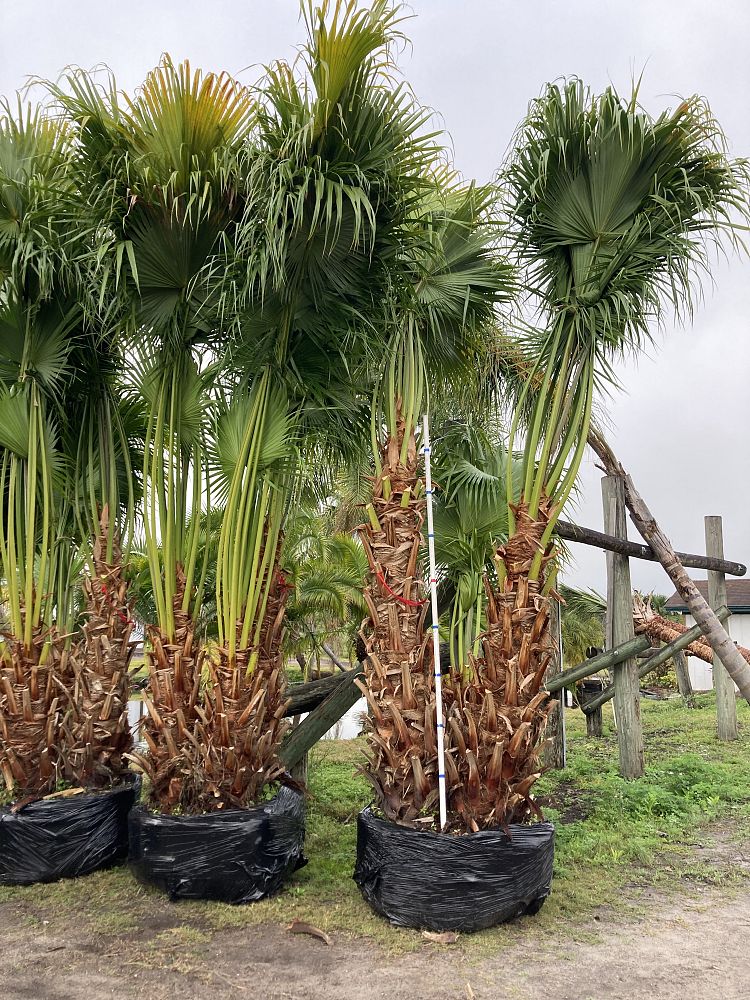 livistona-chinensis-chinese-fan-palm