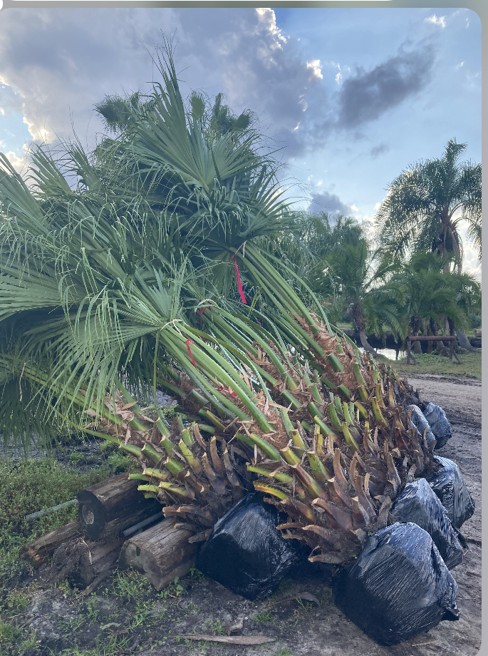 livistona-chinensis-chinese-fan-palm
