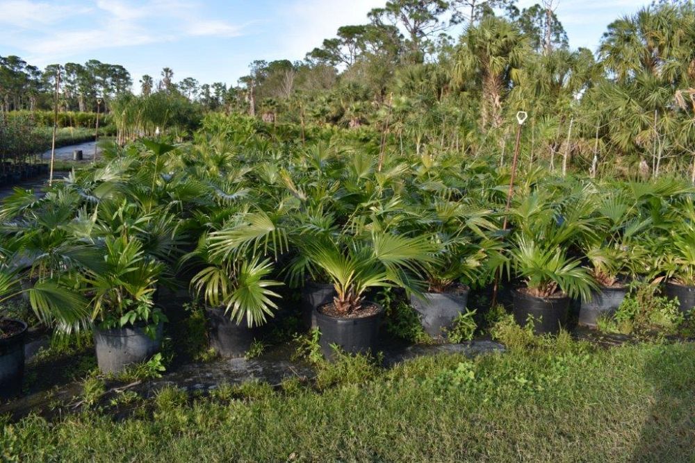 livistona-chinensis-chinese-fan-palm