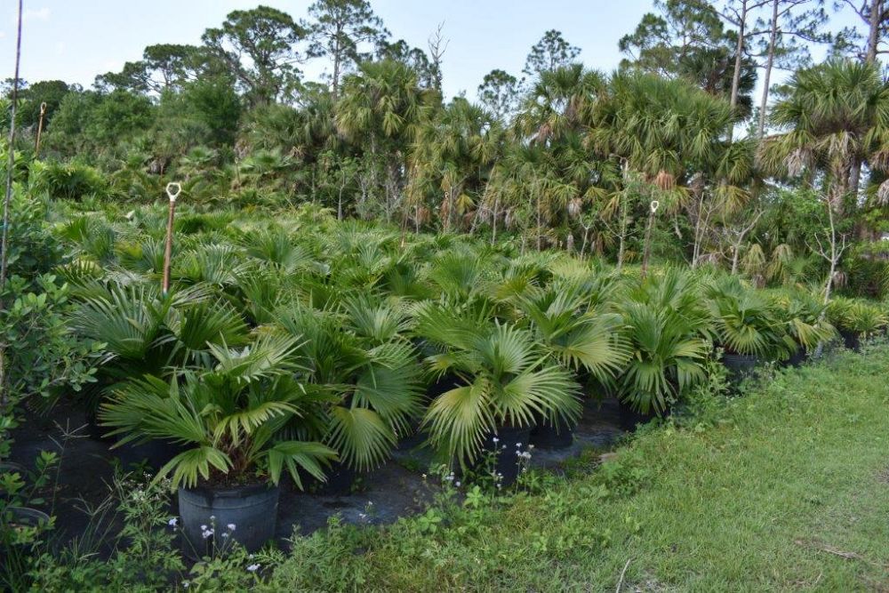 livistona-chinensis-chinese-fan-palm