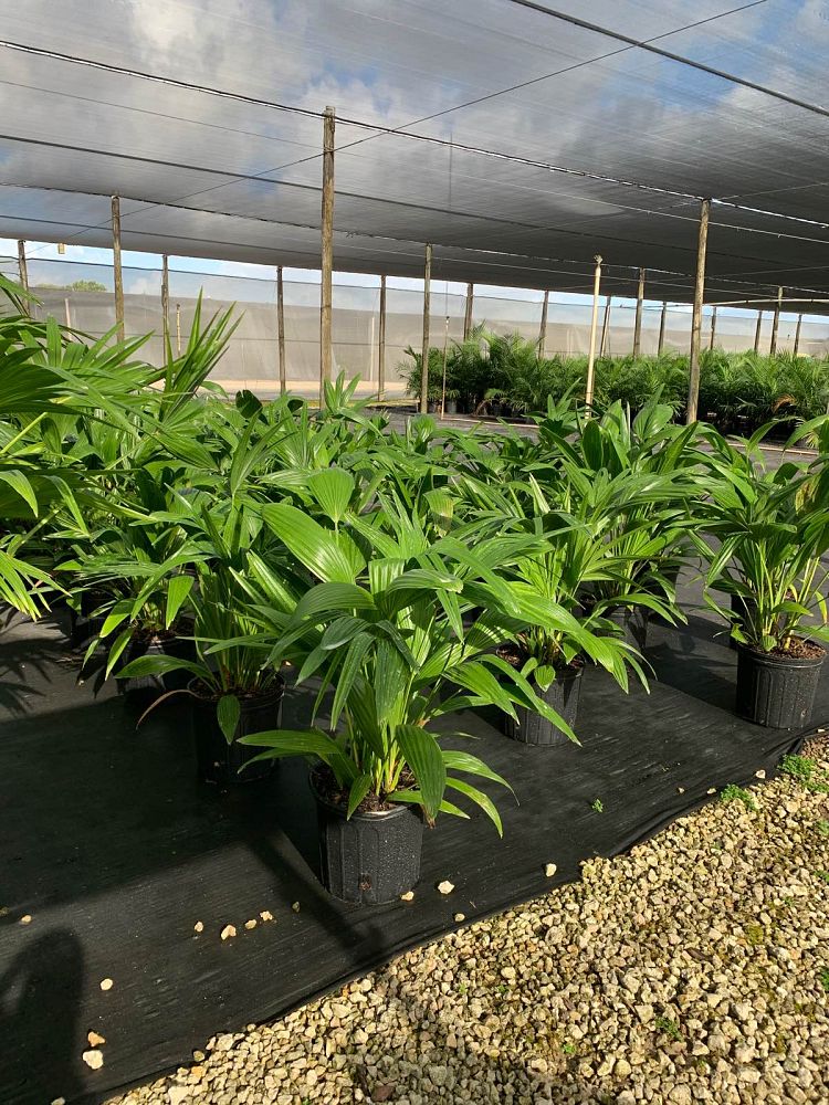 livistona-chinensis-chinese-fan-palm
