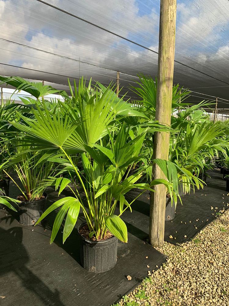 livistona-chinensis-chinese-fan-palm