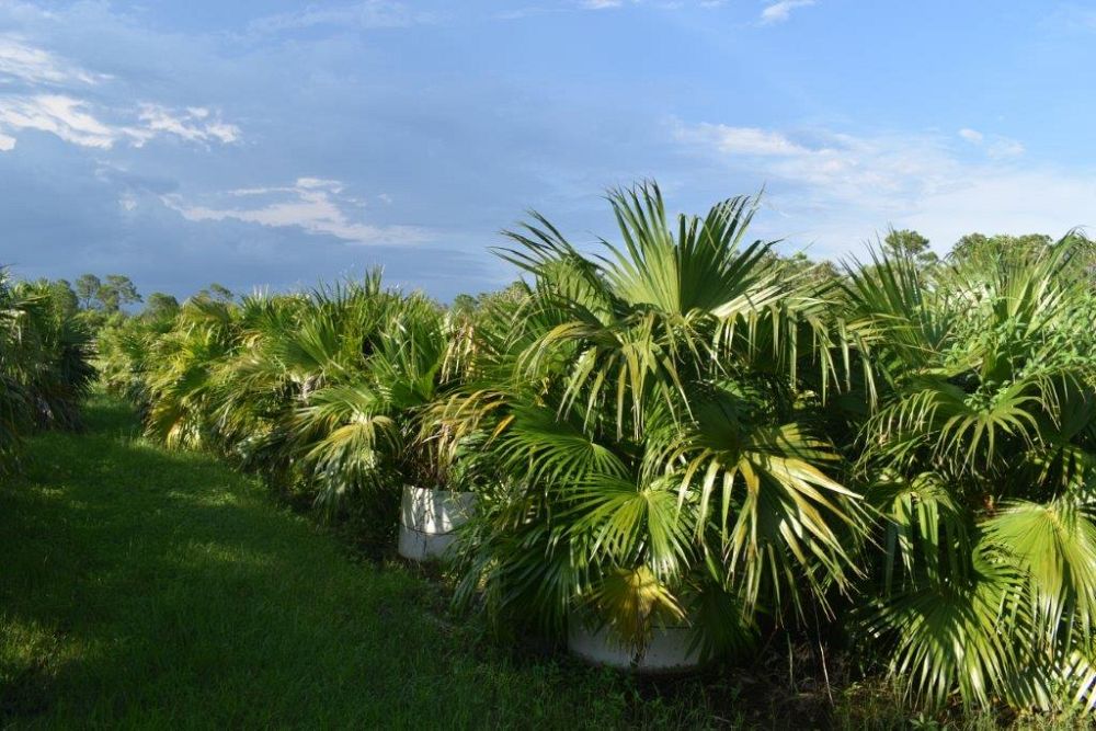 livistona-chinensis-chinese-fan-palm