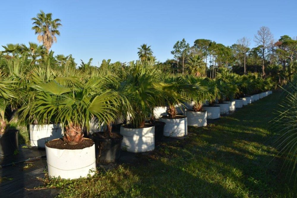 livistona-chinensis-chinese-fan-palm
