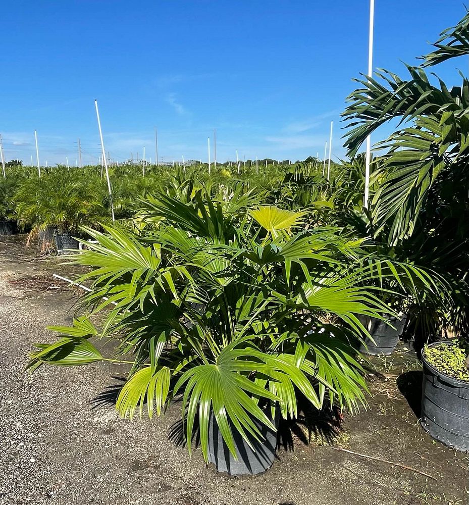 livistona-chinensis-chinese-fan-palm