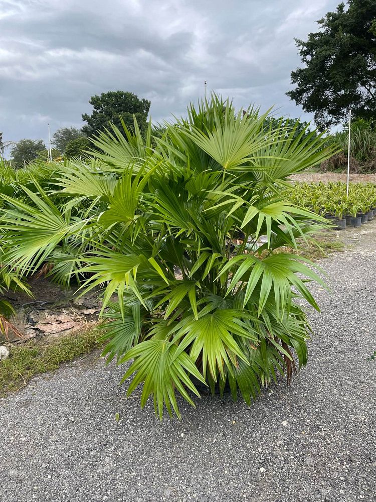 livistona-chinensis-chinese-fan-palm