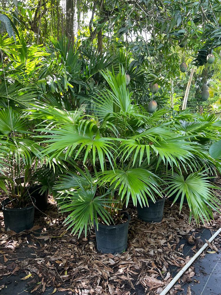 livistona-chinensis-chinese-fan-palm