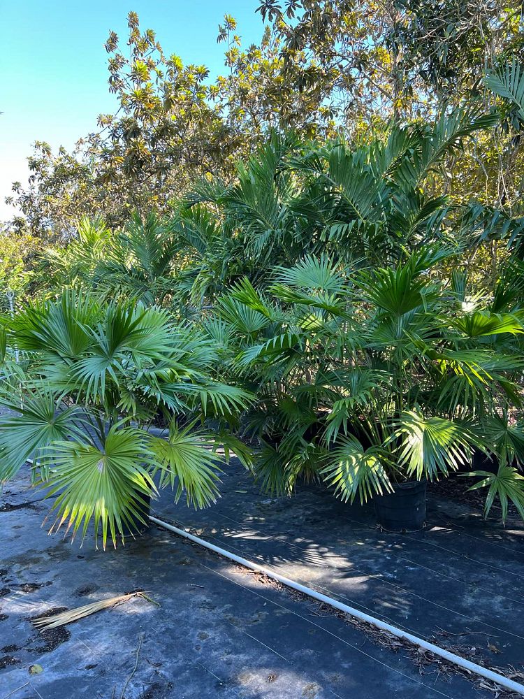 livistona-chinensis-chinese-fan-palm