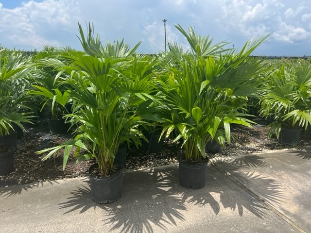 livistona-chinensis-chinese-fan-palm