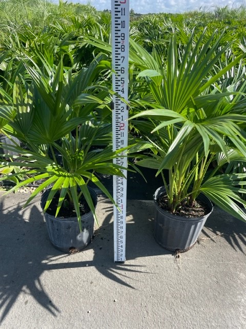 livistona-chinensis-chinese-fan-palm