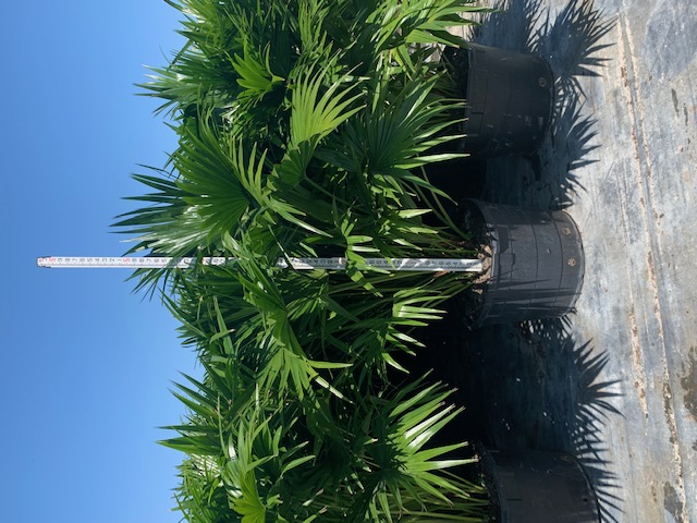livistona-chinensis-chinese-fan-palm