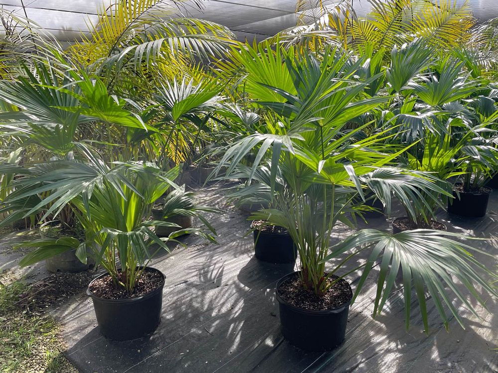 livistona-chinensis-chinese-fan-palm
