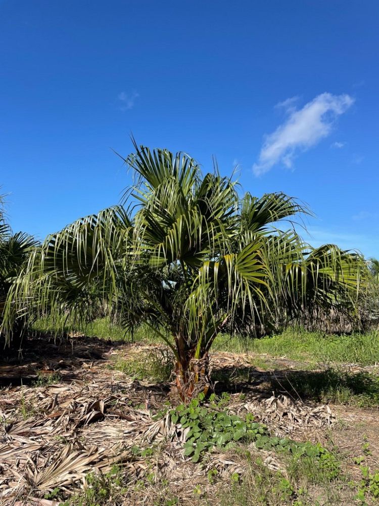 livistona-chinensis-chinese-fan-palm