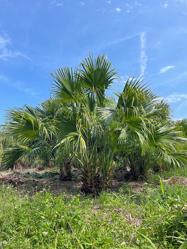 livistona-chinensis-chinese-fan-palm