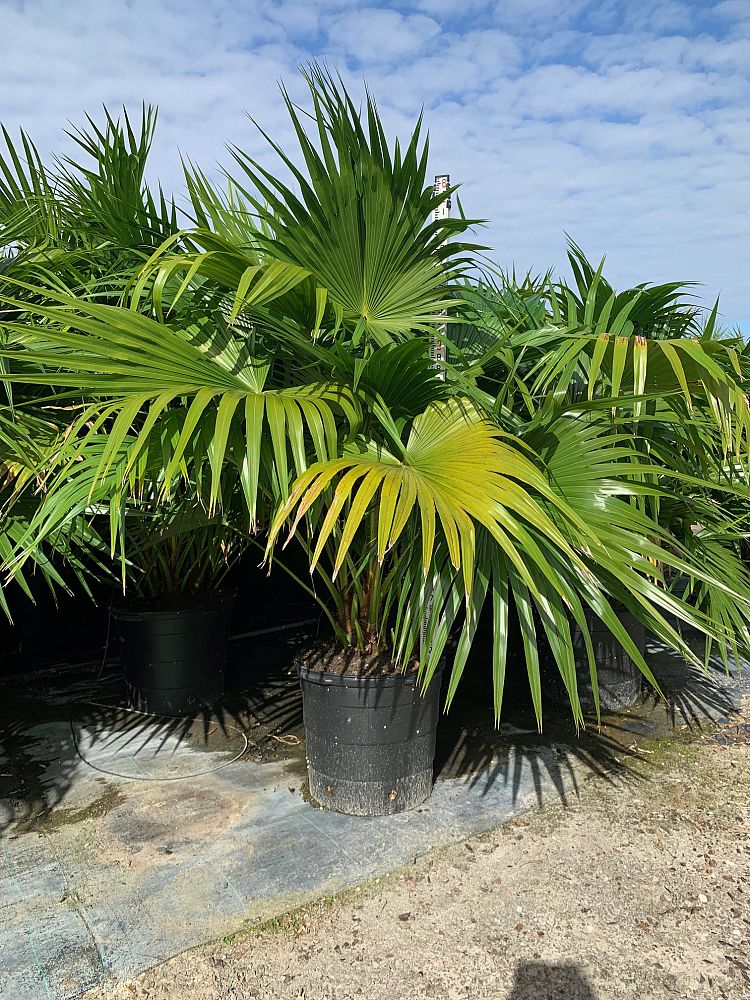 livistona-chinensis-chinese-fan-palm