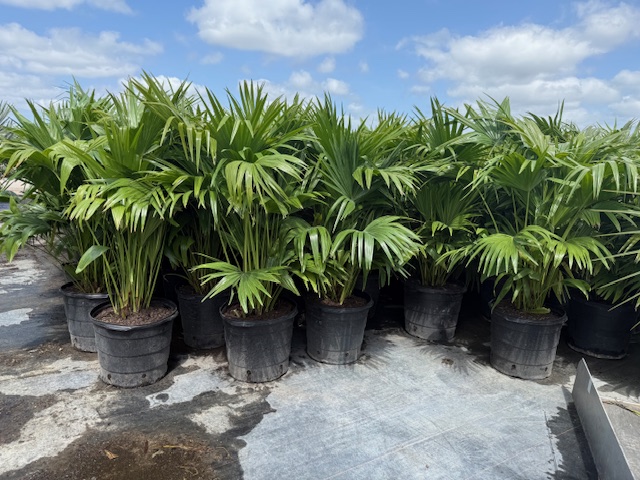livistona-chinensis-chinese-fan-palm