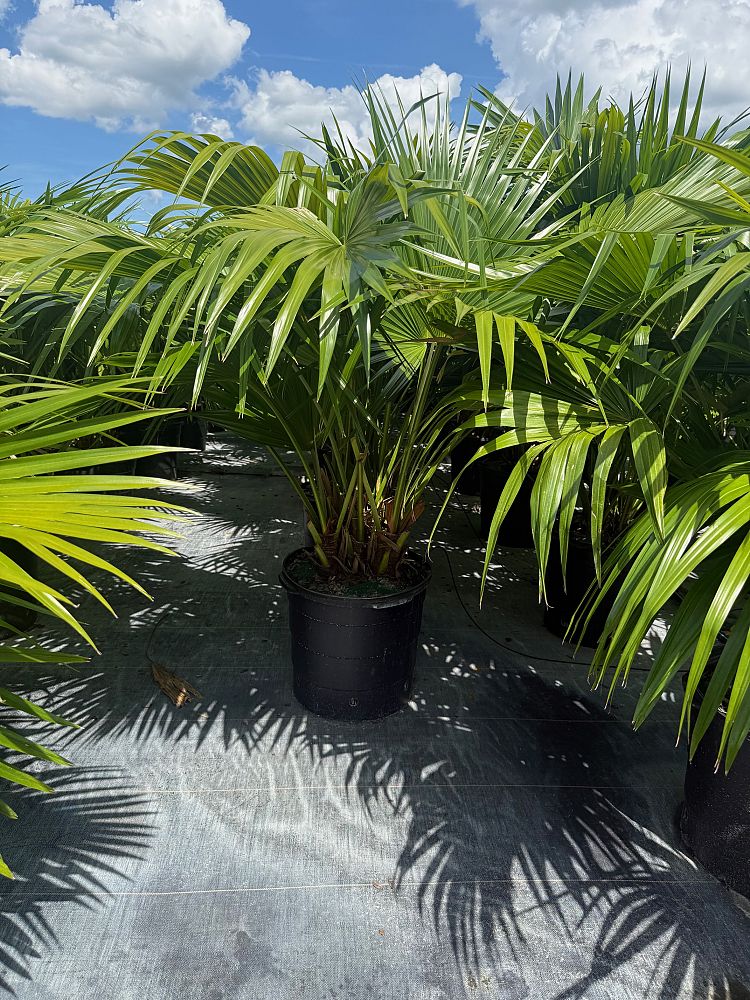 livistona-chinensis-chinese-fan-palm