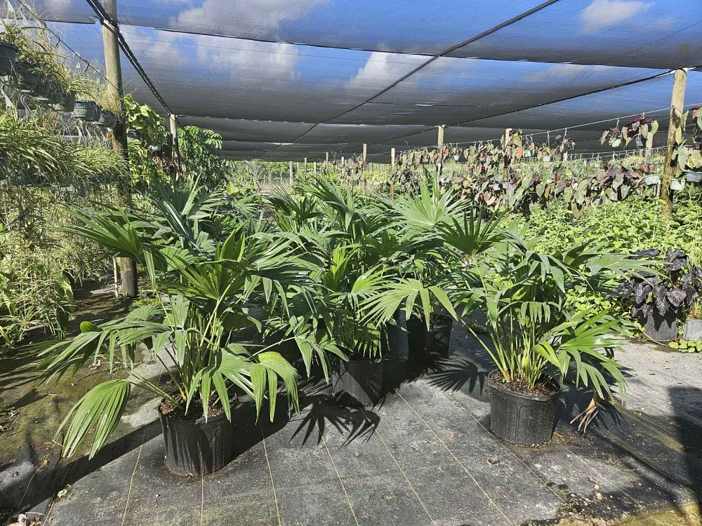 livistona-chinensis-chinese-fan-palm