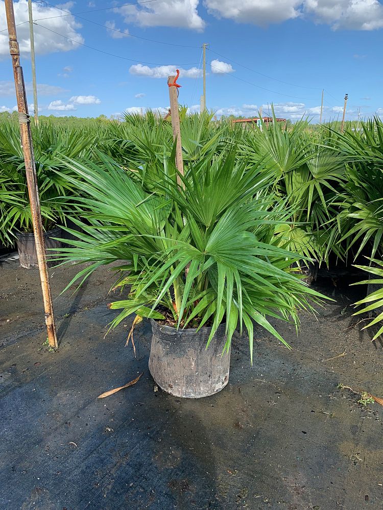 livistona-chinensis-chinese-fan-palm