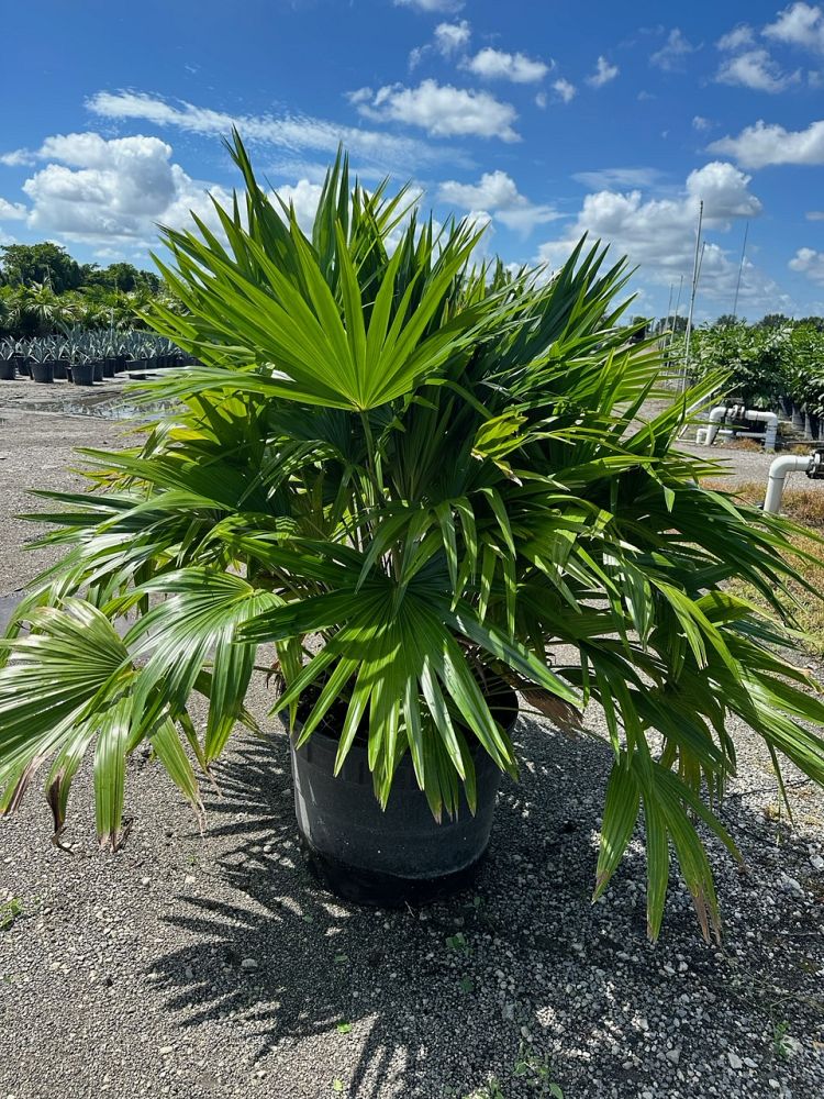 livistona-chinensis-chinese-fan-palm