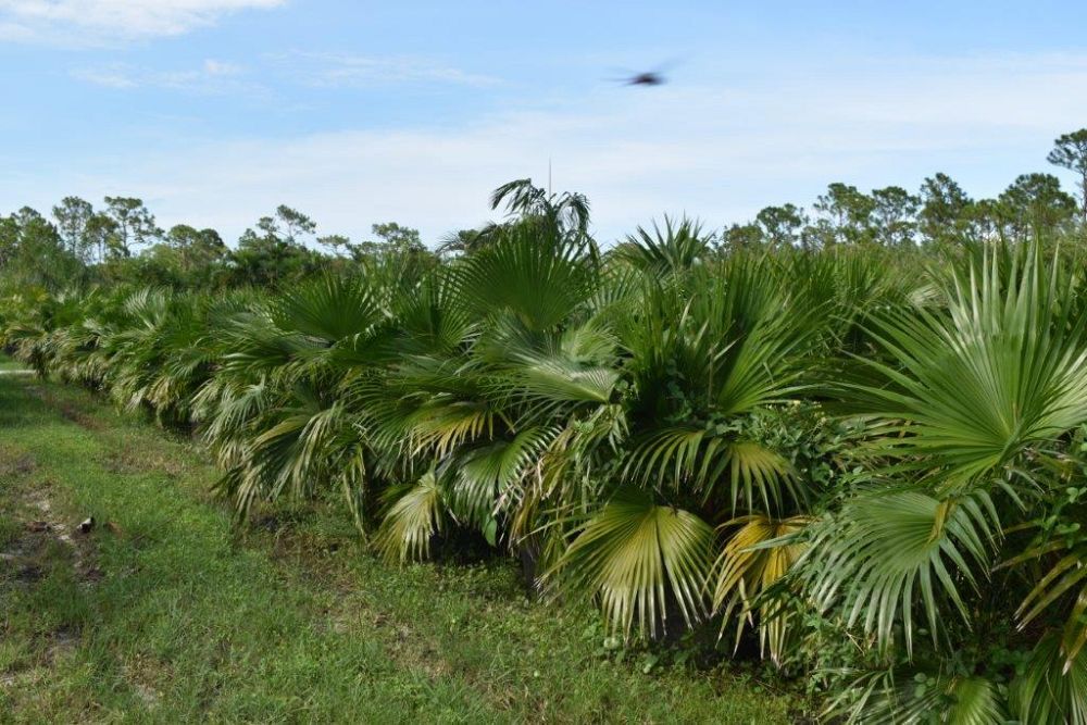 livistona-chinensis-chinese-fan-palm
