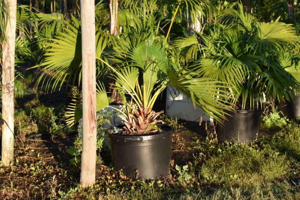 livistona-chinensis-chinese-fan-palm