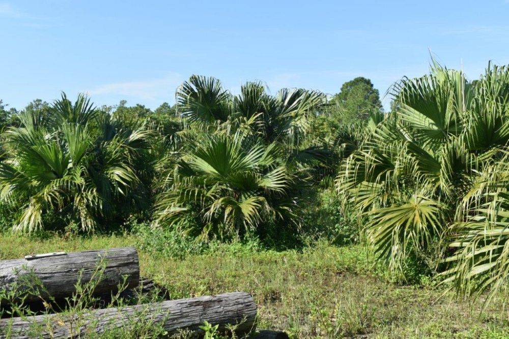 livistona-chinensis-chinese-fan-palm