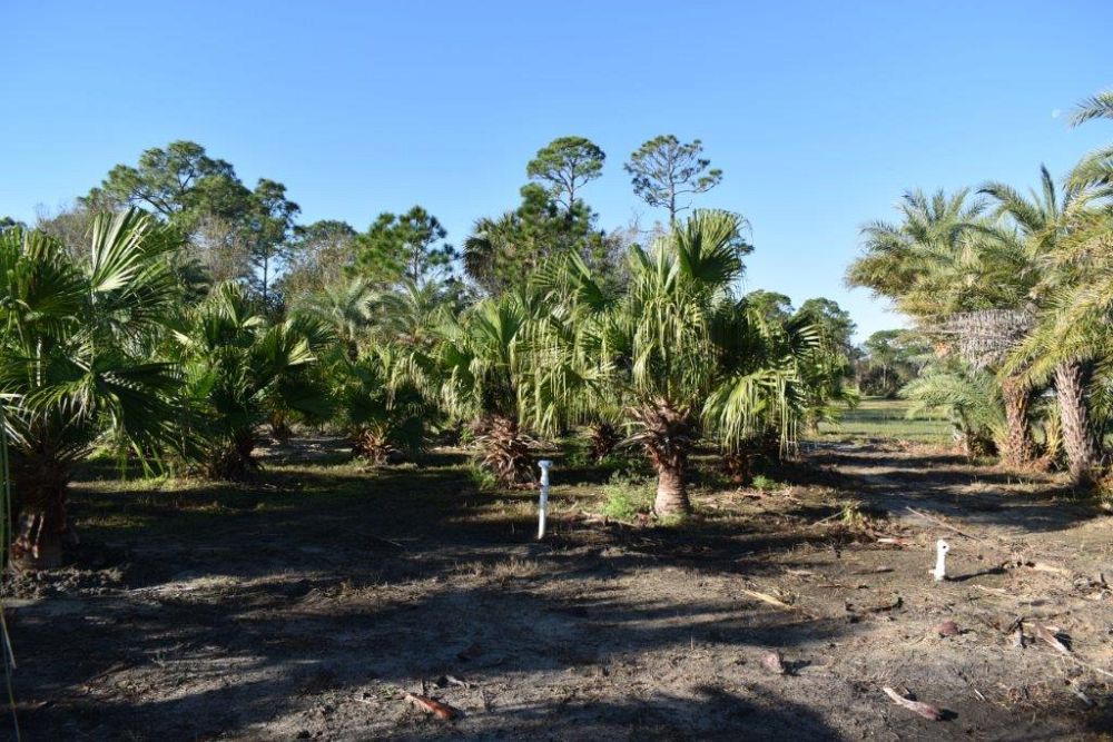 livistona-chinensis-chinese-fan-palm